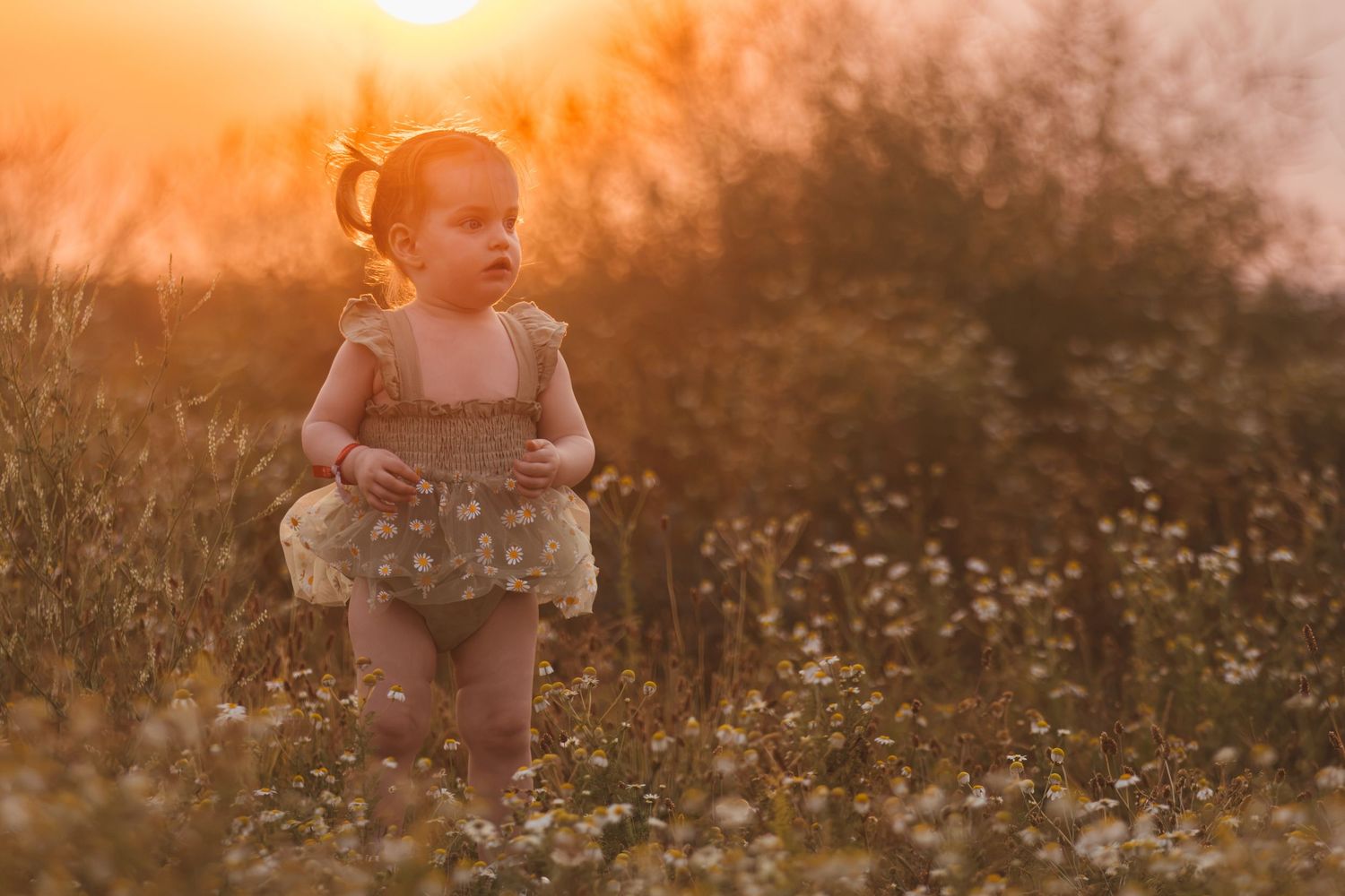 Toddler girl in a ruffled romper standing in a wildflower field during a golden sunset.