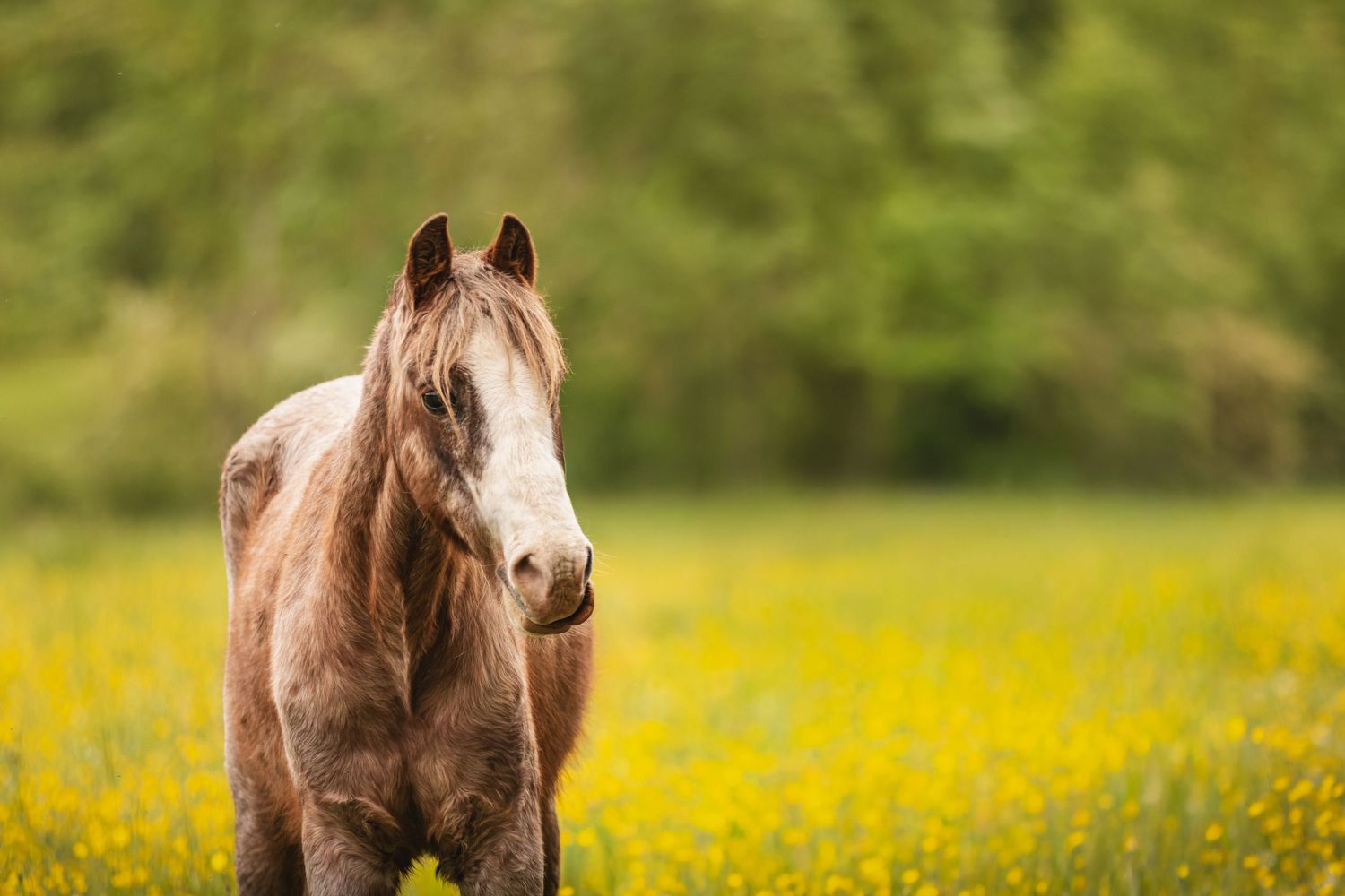 A brown horse standing in a vibrant yellow wildflower meadow with lush green trees in the background.