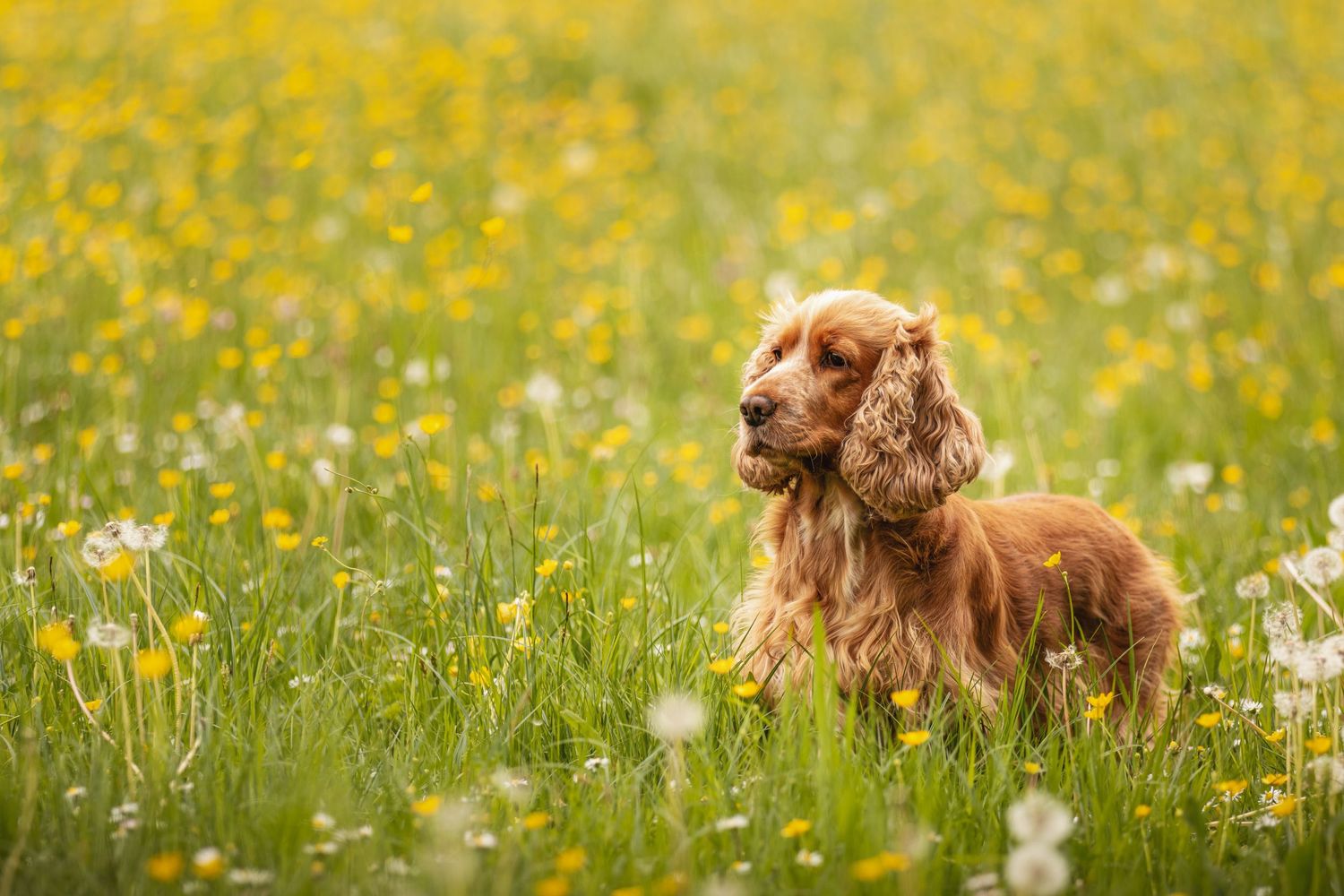 A golden Cocker Spaniel stands alert in a vibrant meadow filled with yellow buttercups and white wildflowers.