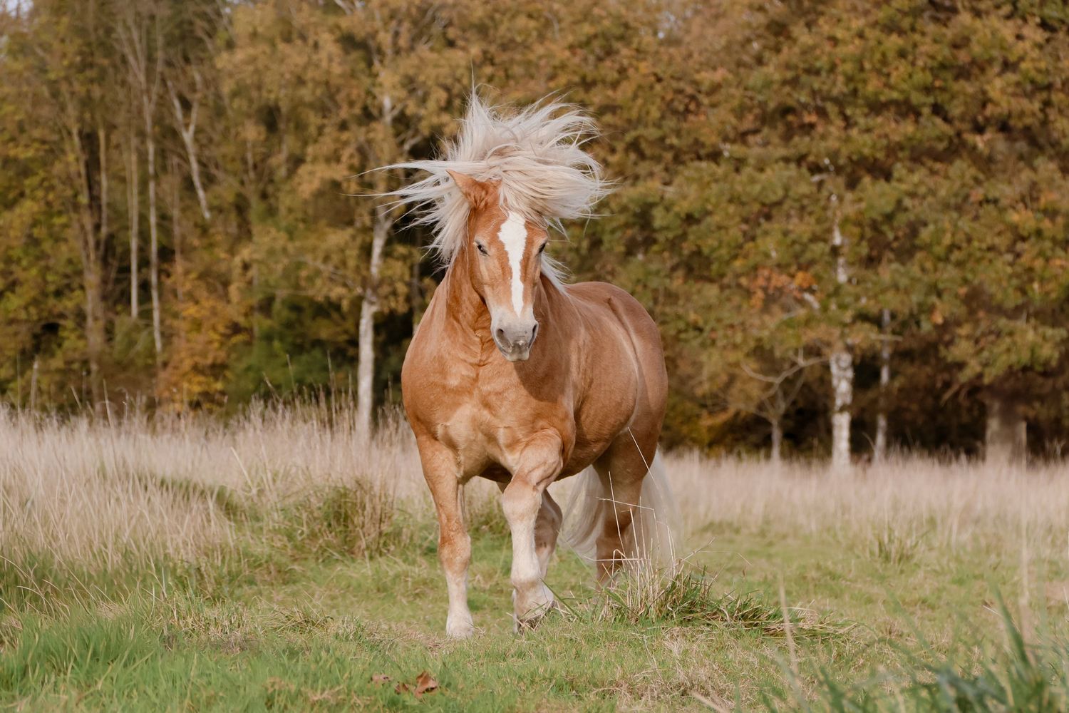 A palomino horse with a windswept mane runs powerfully through a dry grass field with autumn foliage in the background.
