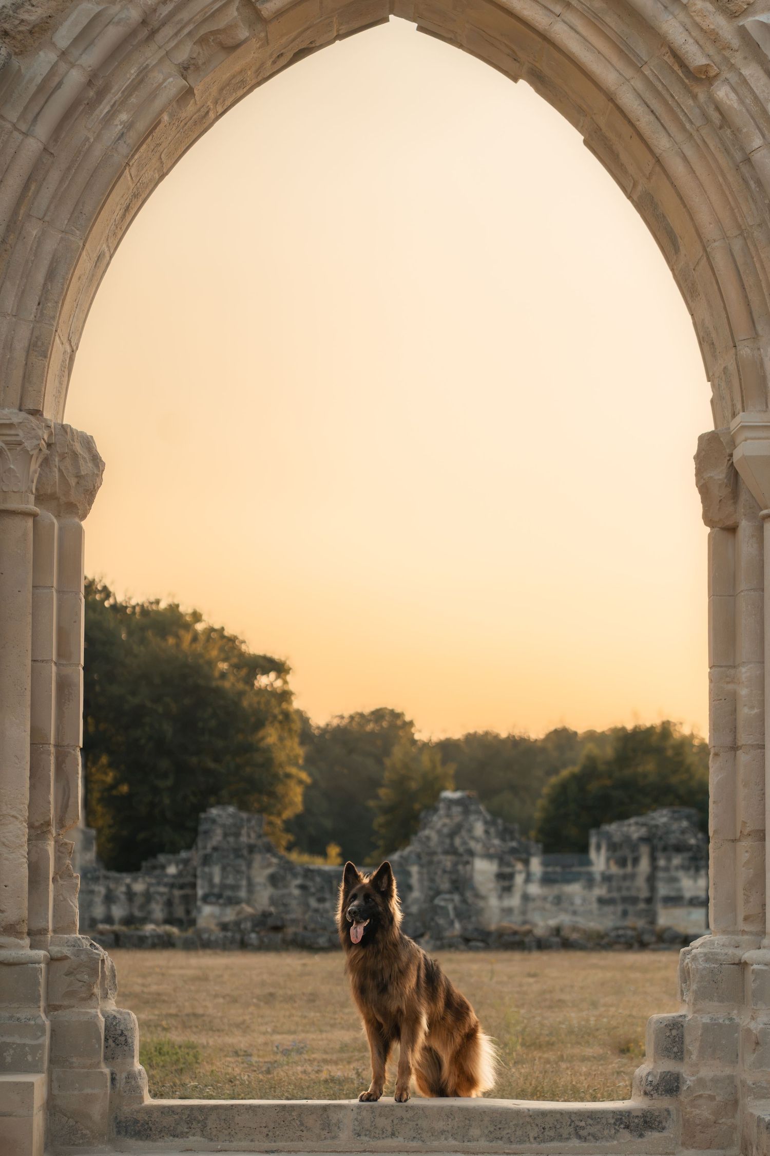 German Shepherd dog sitting regally under a stone arch at sunset with ancient ruins and golden sky in background.