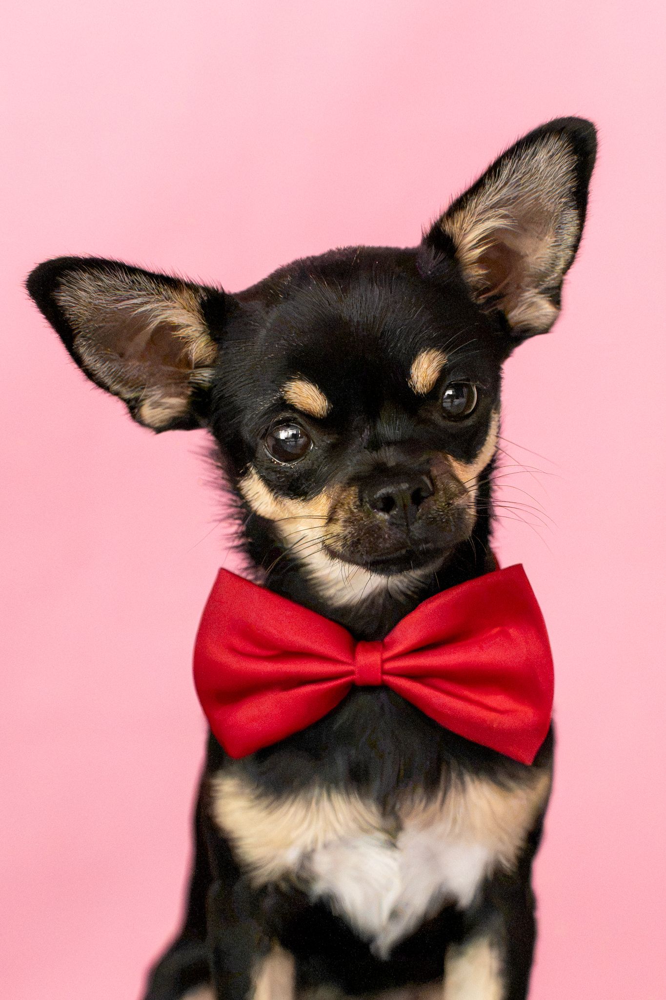 Black and tan Chihuahua puppy wearing a red bow tie sitting against a pink background.