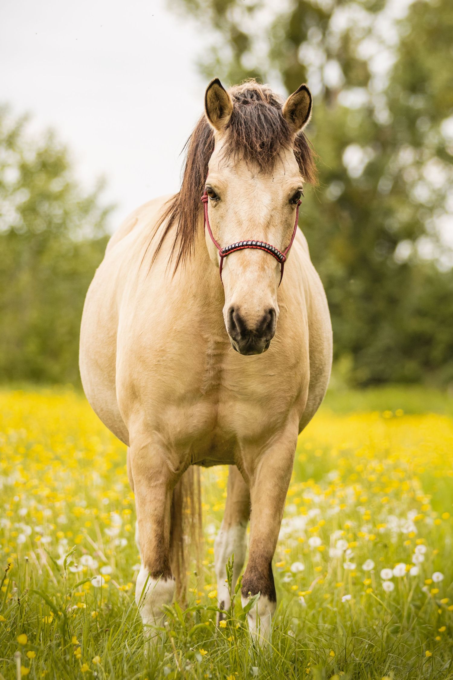 A palomino horse wearing a red halter stands in a field of yellow wildflowers with green trees in the background.