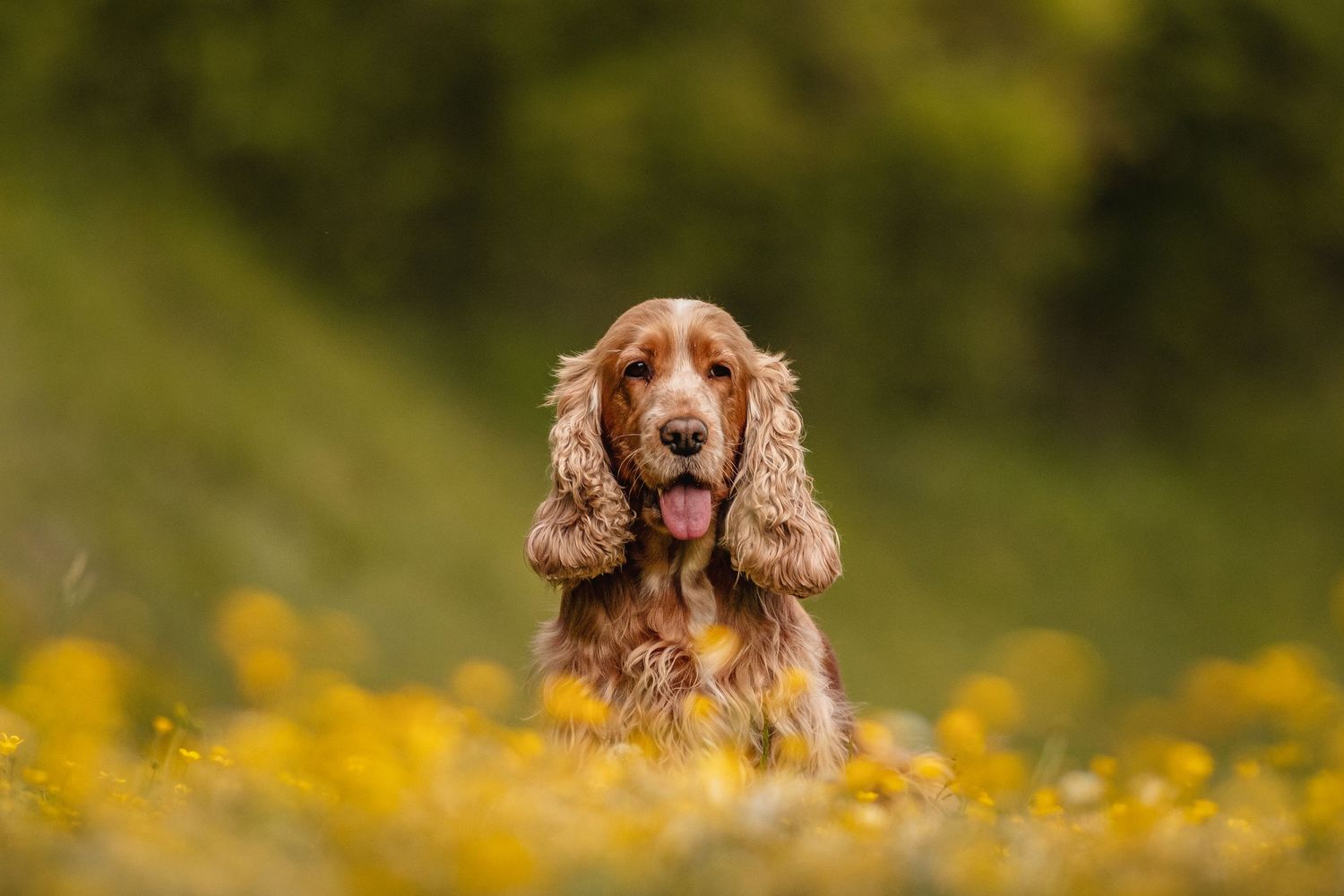 A happy golden Cocker Spaniel sitting in a field of yellow wildflowers with tongue out on a sunny day.