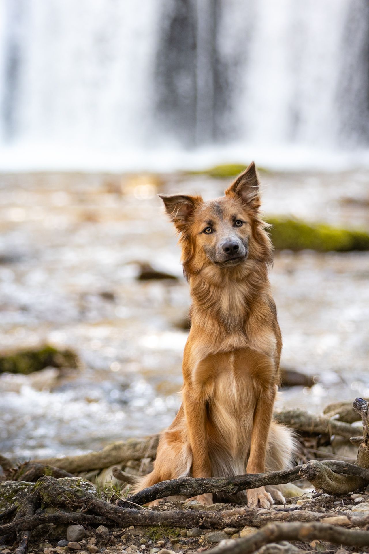 Golden brown dog sitting by a waterfall on rocky terrain with moss-covered stones in a natural outdoor setting.