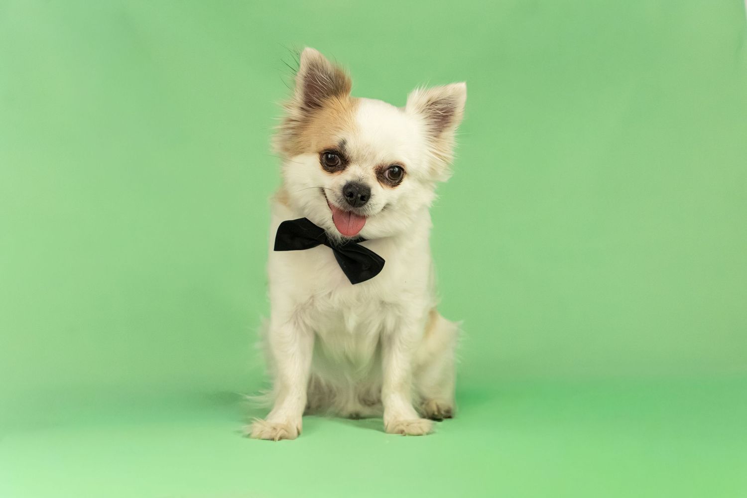 Cute Chihuahua dog wearing a black bow tie sitting on a green background with tongue out.