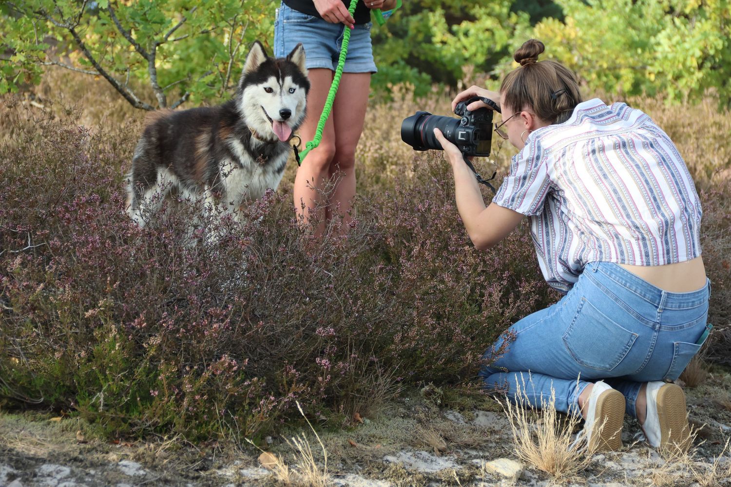Female photographer crouching to photograph a Siberian Husky dog in purple heather.
