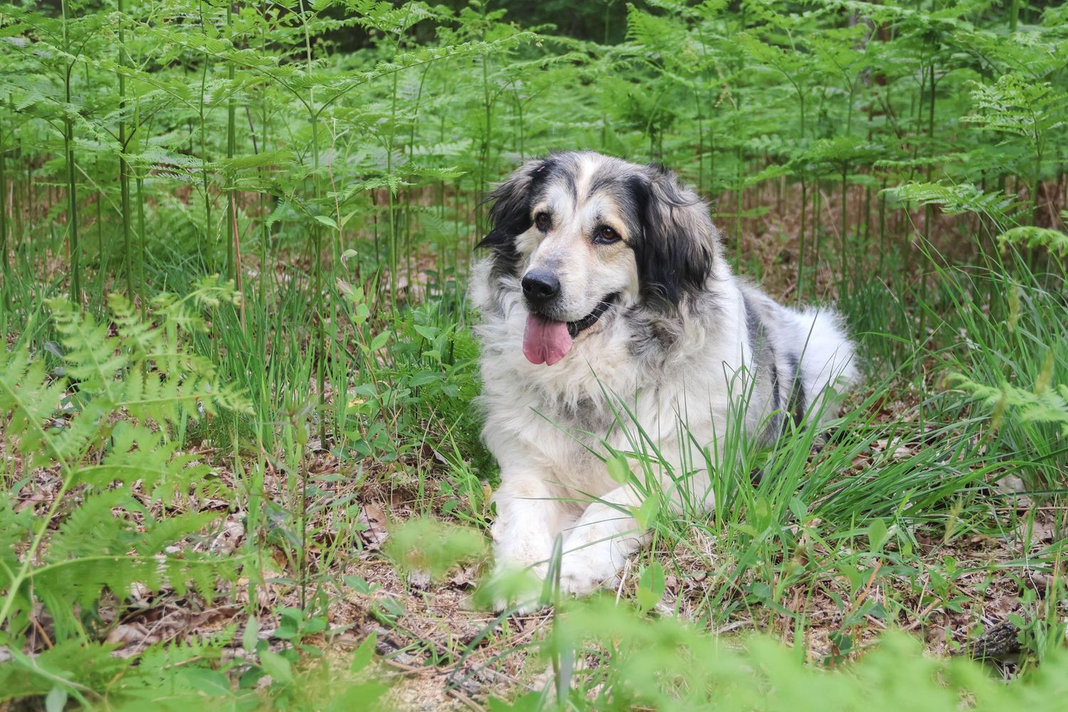 Séance chien — chien blanc et gris moelleux allongé parmi les fougères dans un sous-bois, photographe animaux Châlons-en-Champagne Marne.