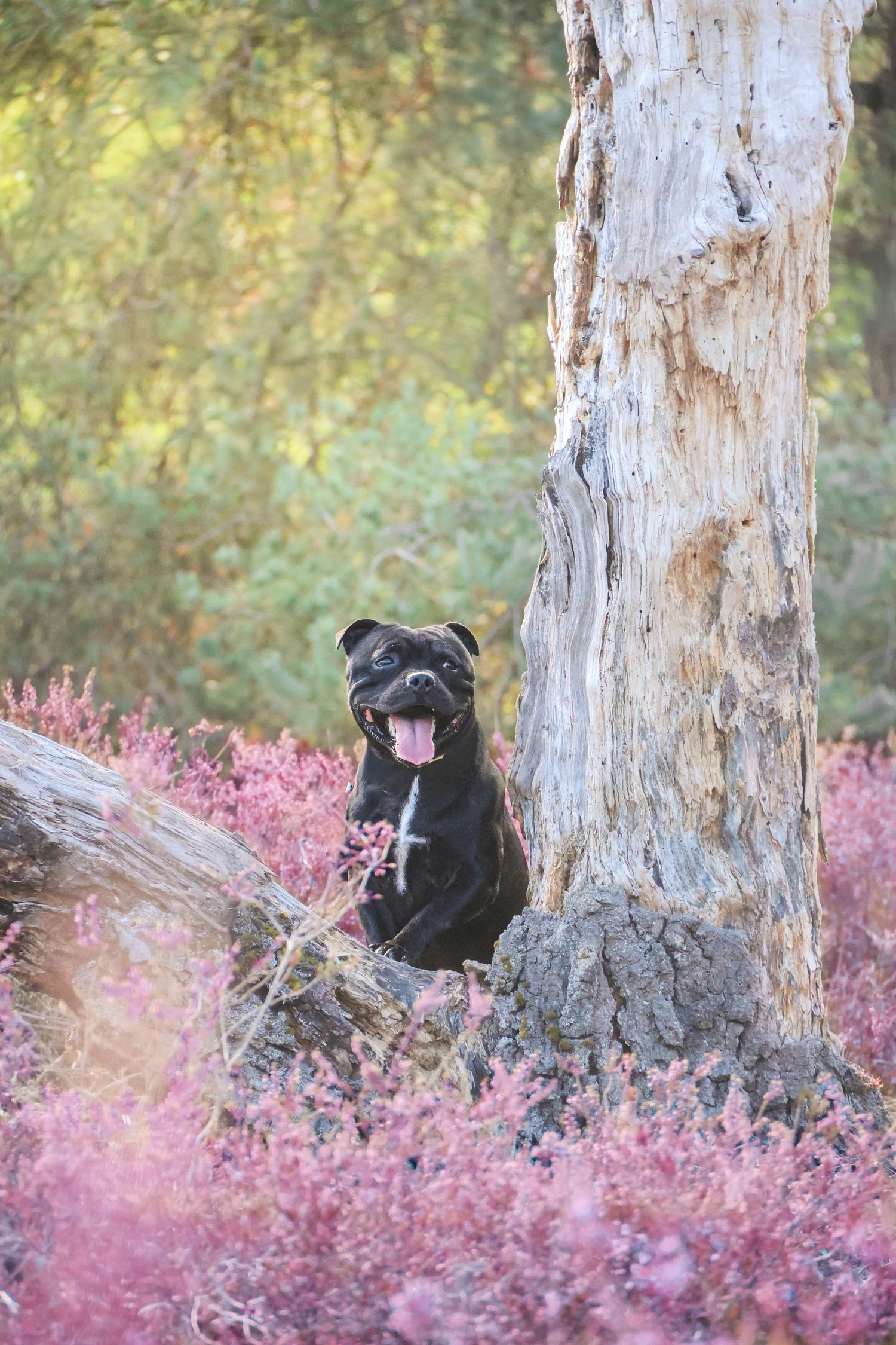 Séance animaux — Staffordshire Bull Terrier noir assis au pied d'un arbre entouré de bruyère rose, photographe Aisne Guignicourt.