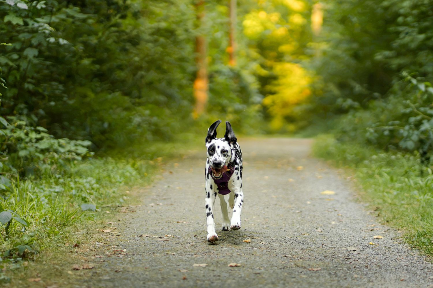 A Harlequin Great Dane dog running along a tree-lined path in a lush green forest.