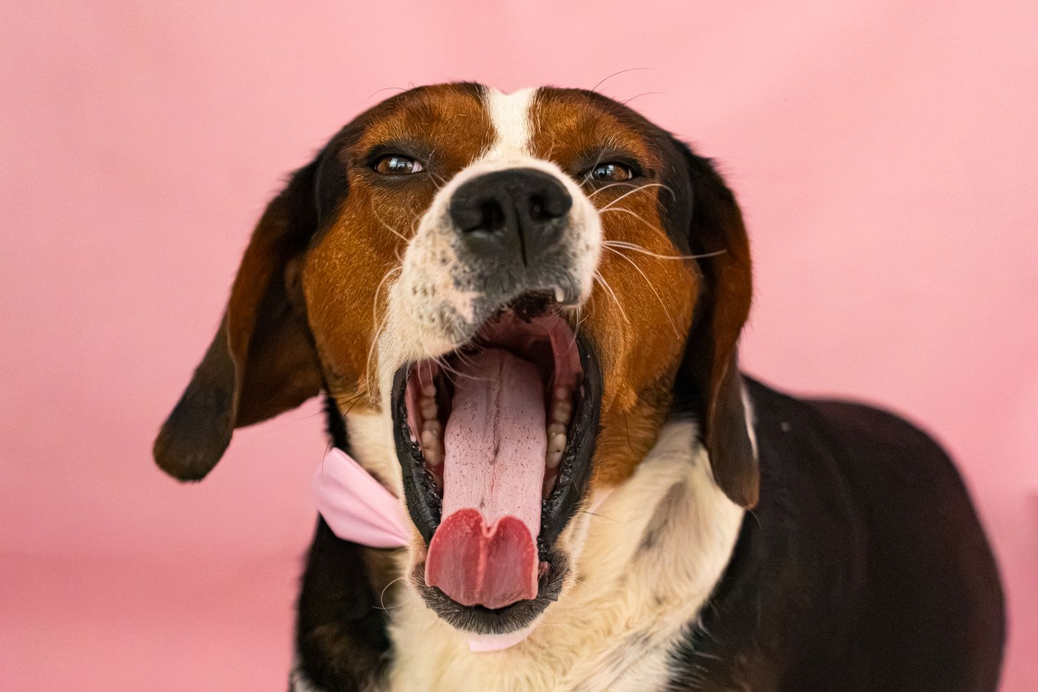 A tricolor beagle dog yawning widely with mouth open, showing tongue, against a pink background.