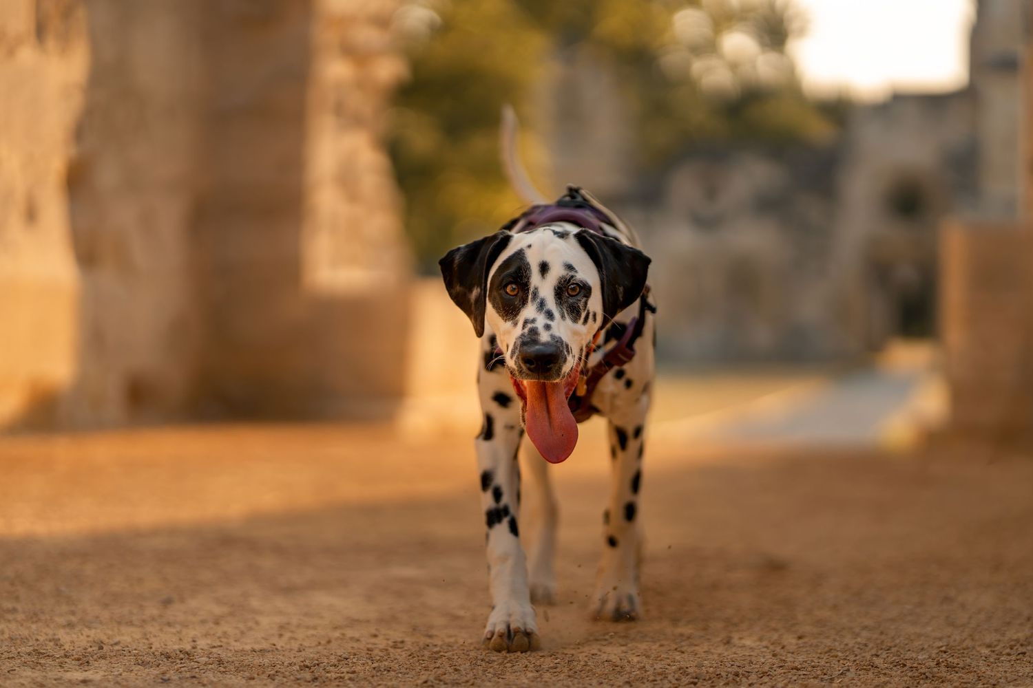A happy Dalmatian dog with tongue out walks toward camera between ancient stone columns in warm golden light.
