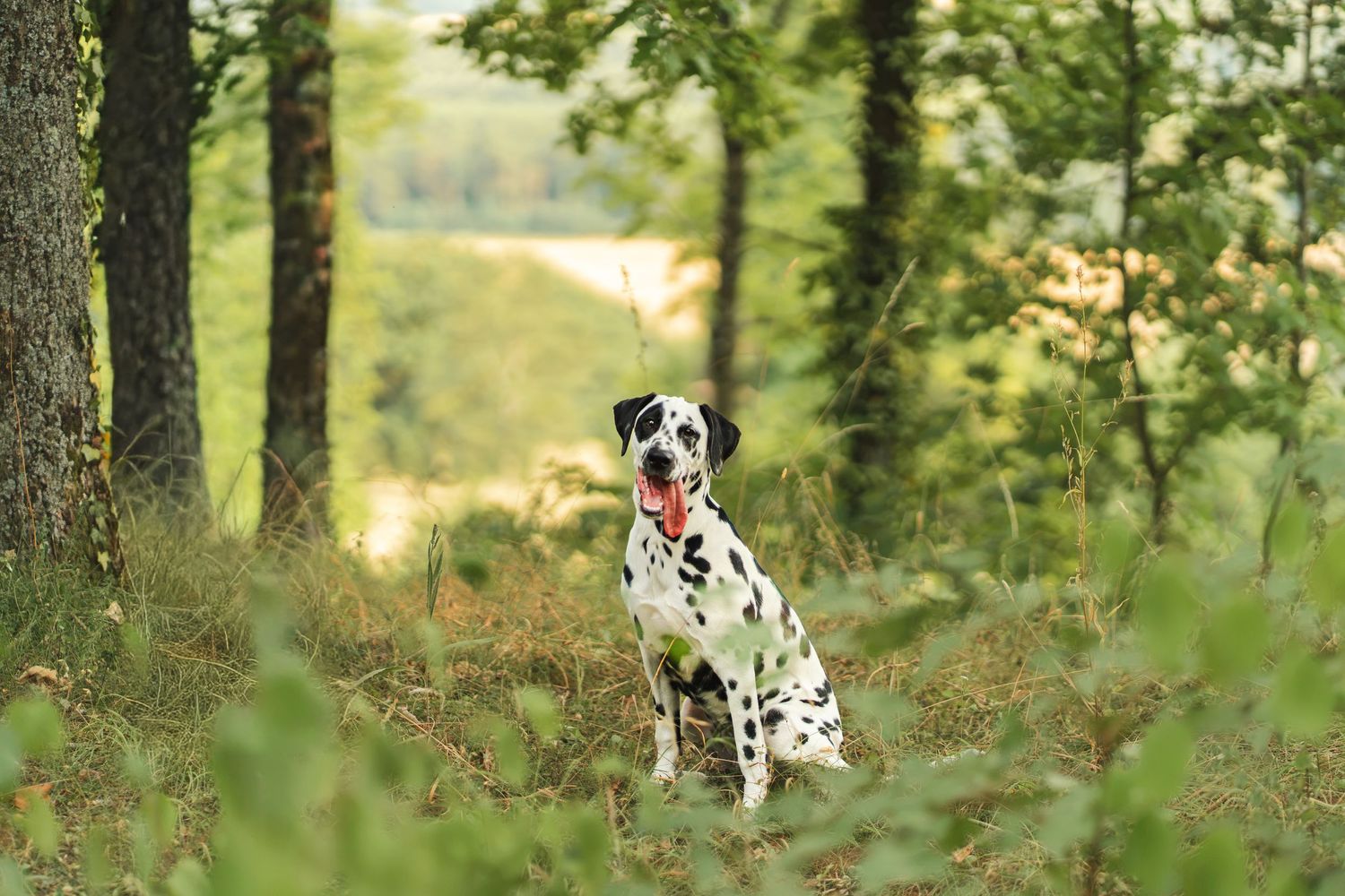 A Dalmatian dog sits alert in a lush green forest with trees and ferns surrounding it on a bright day.