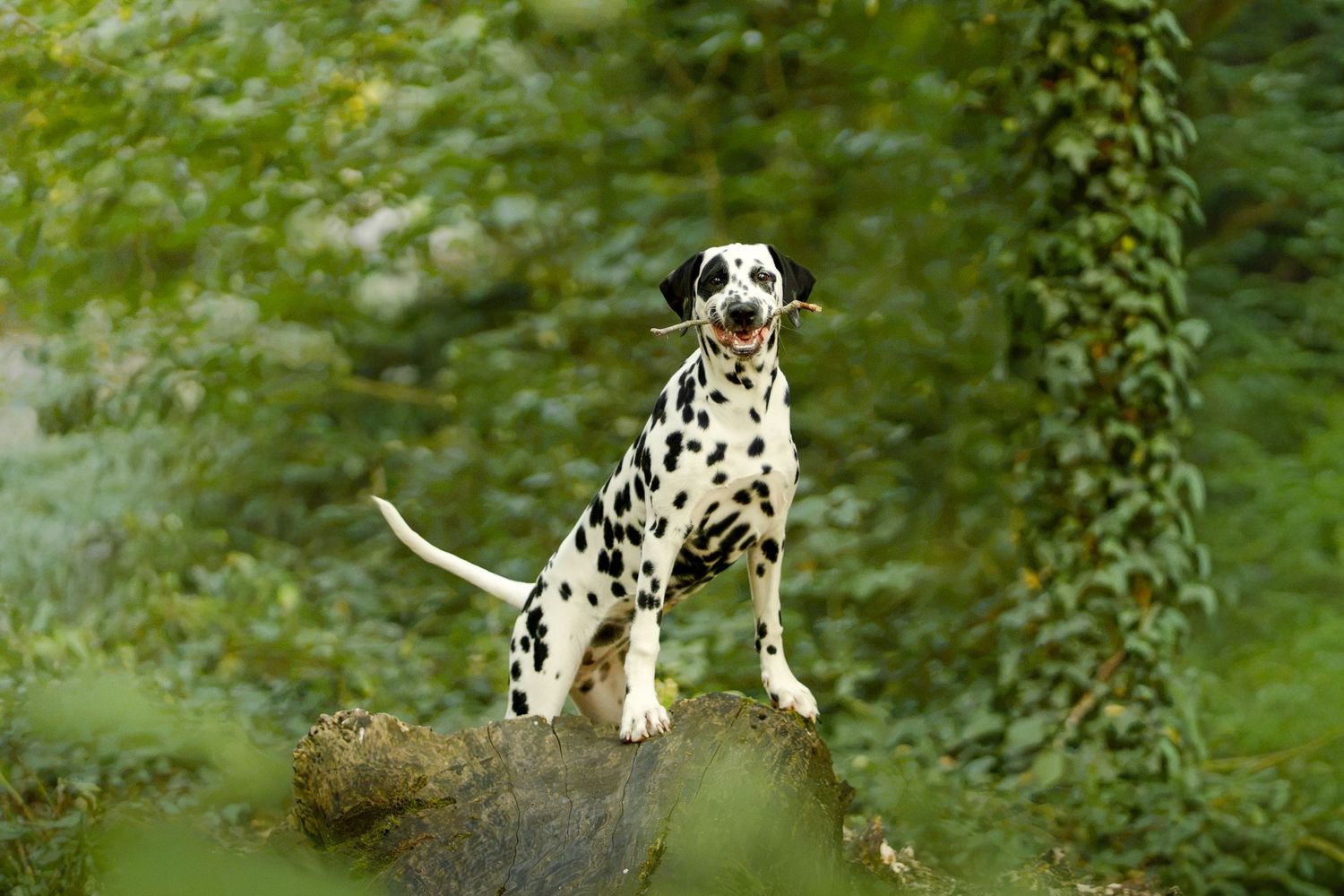 A Dalmatian dog sitting proudly on a rock surrounded by lush green foliage in a forest setting.