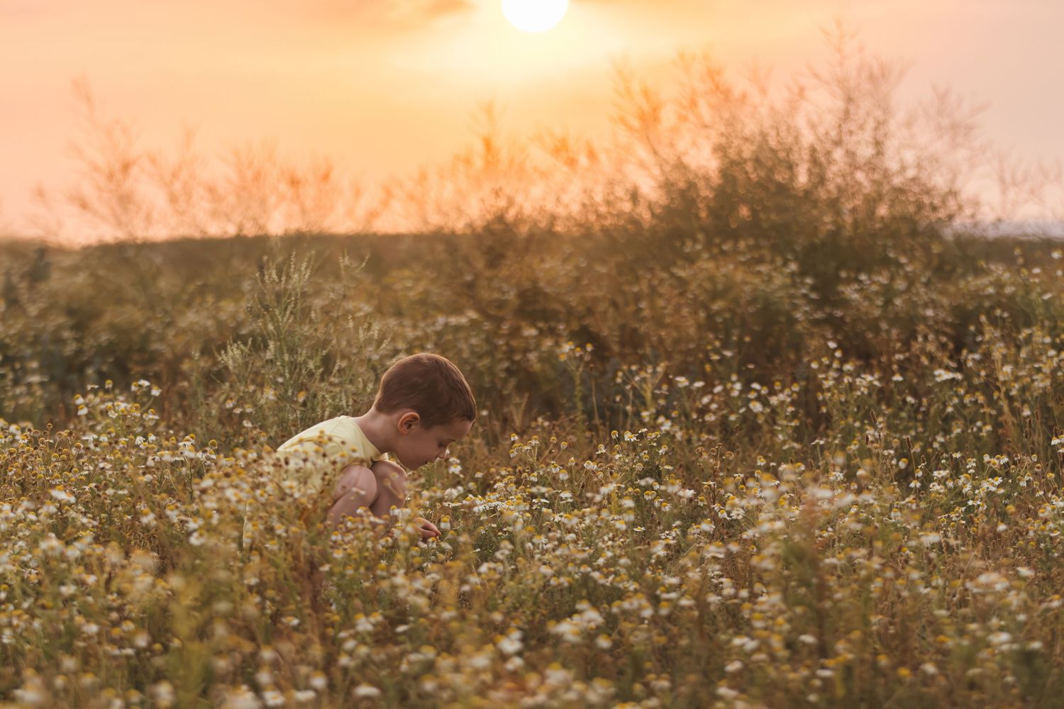 Child exploring a wildflower field at golden sunset, surrounded by blooming daisies and warm orange sky.