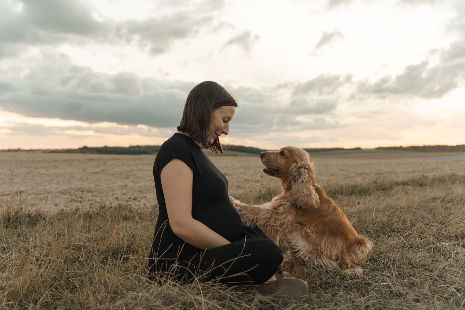Pregnant woman in black dress sitting in a field with a golden Cocker Spaniel dog at sunset.