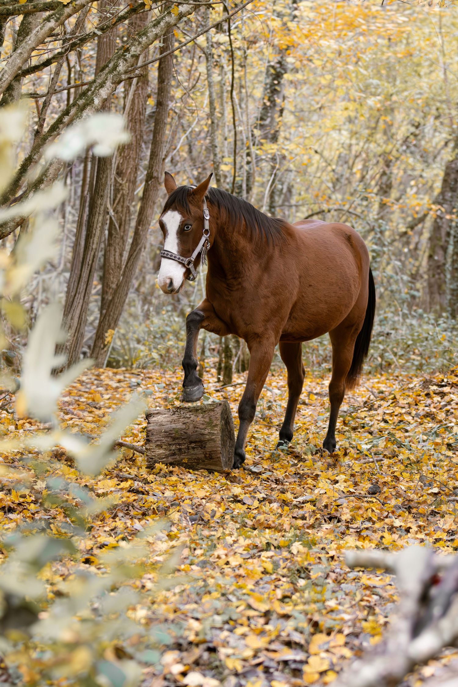 Brown horse with white markings standing near a tree stump in yellow autumn woods.
