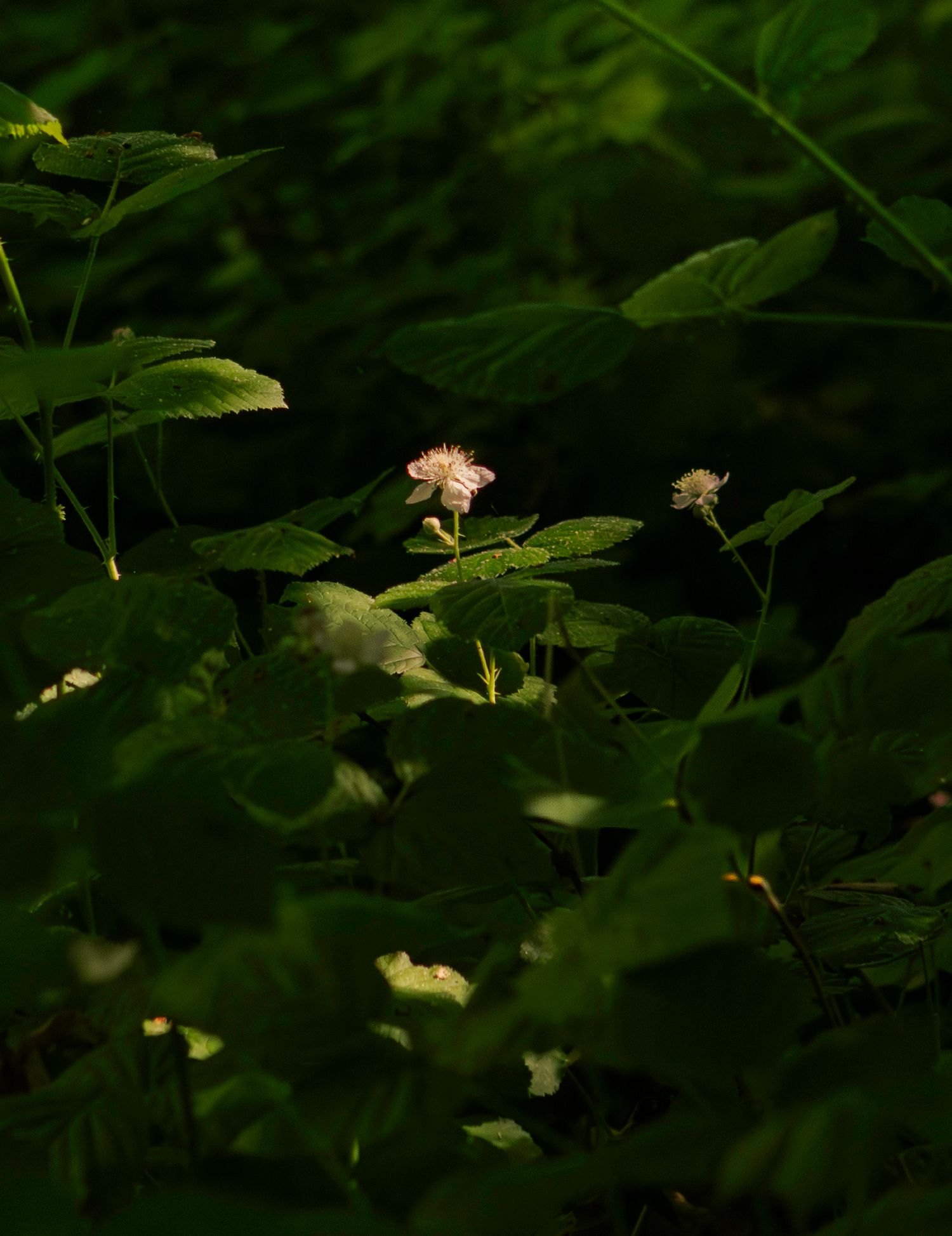 Feuillage vert luxuriant avec de petites fleurs délicates dans un cadre de jardin naturel.