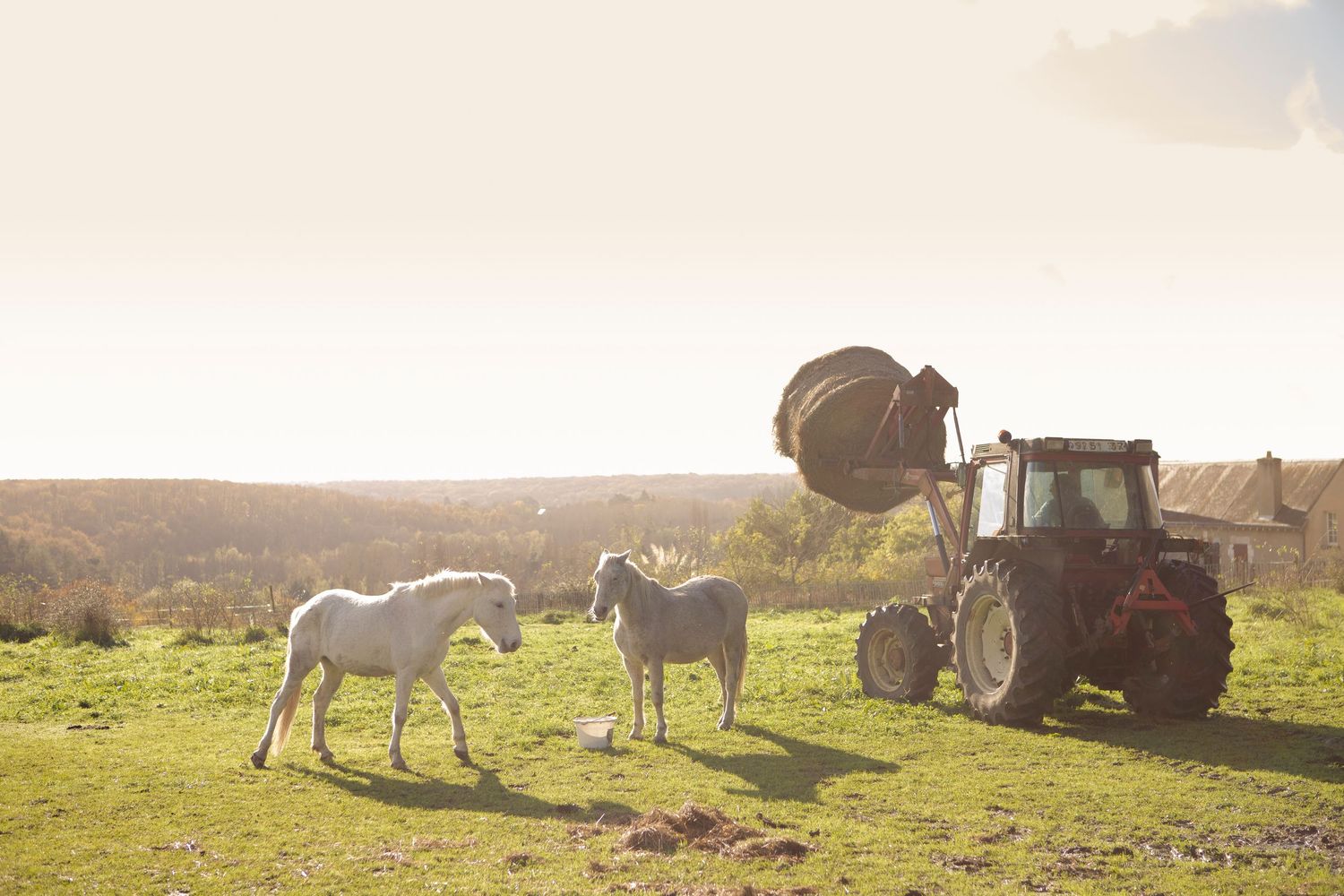 Scène pastorale avec des animaux de ferme et des tracteurs paissant dans un pré ensoleillé.