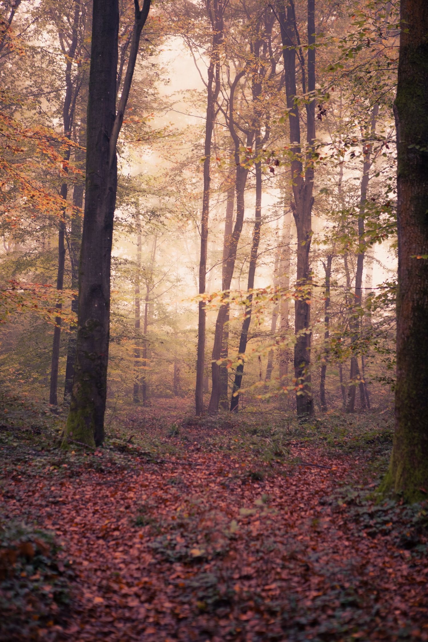 Forêt mystérieuse d'automne, Forêt de Retz en Picardie.
