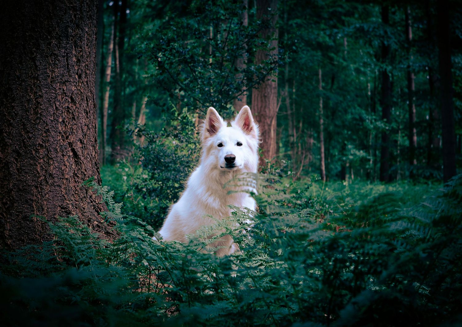 Un chien blanc regarde à travers les arbres sombres de la forêt, créant une atmosphère mystique.
