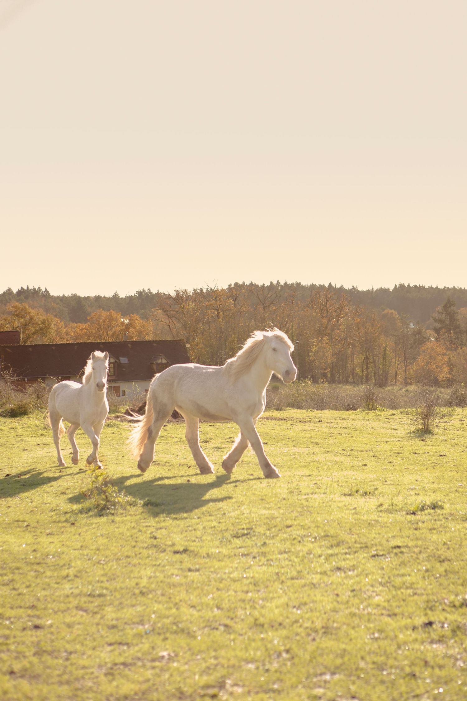 Chevaux blancs lors d'un reportage avec une lumière dorée.