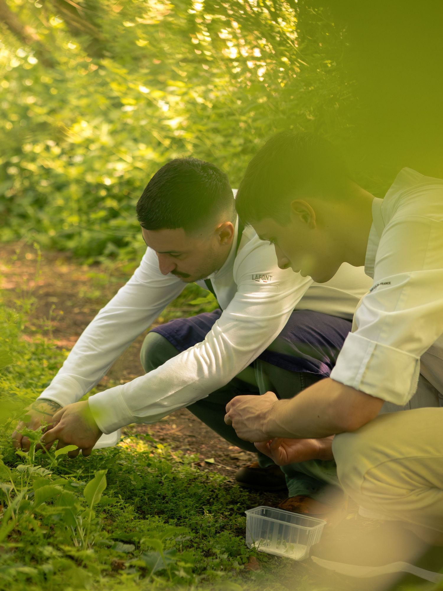 Someone in chef whites foraging and picking herbs in a lush green outdoor setting.