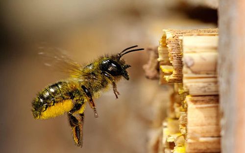 Mason Bee Photo & Video
