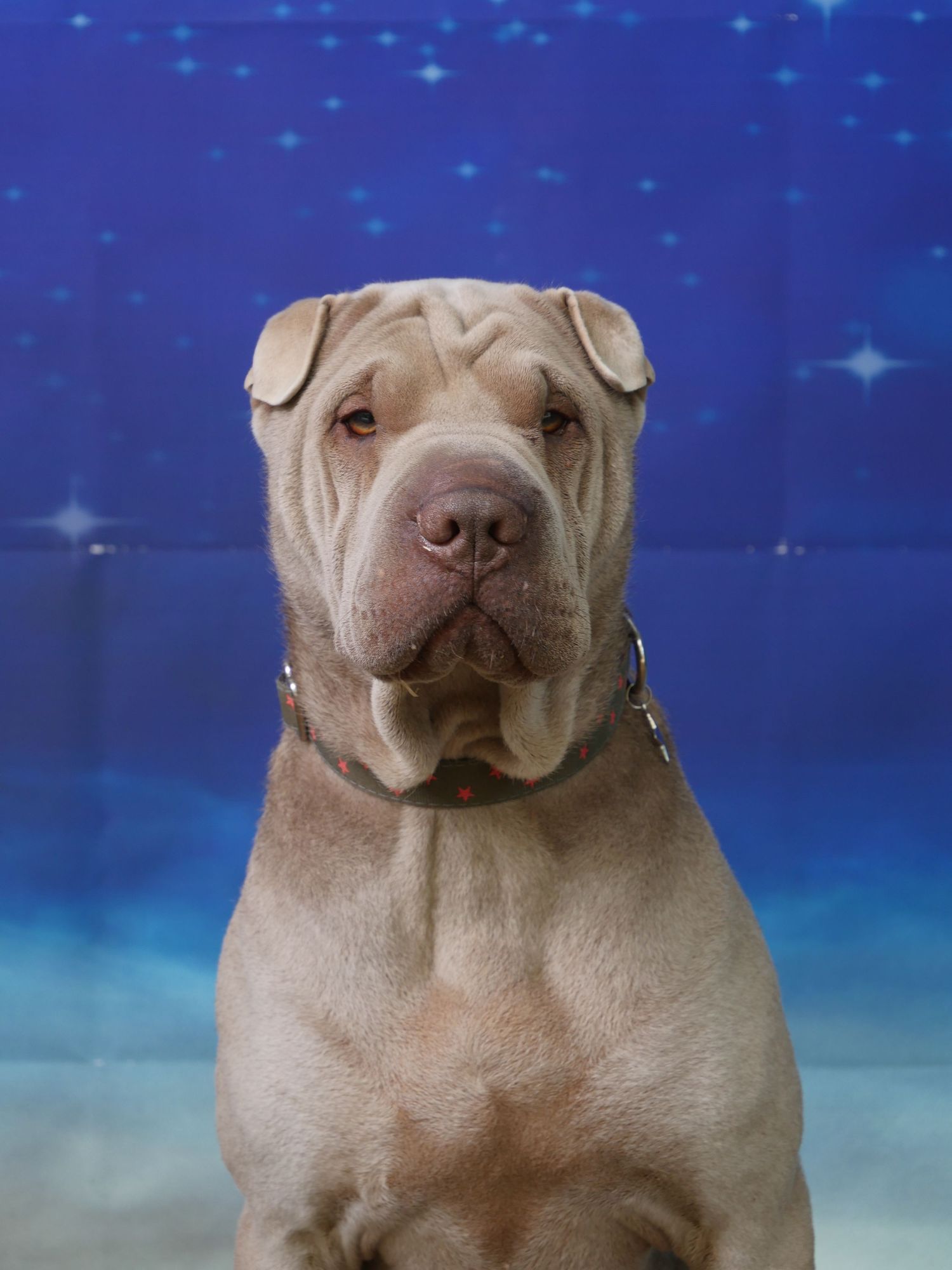 portrait canin, chien