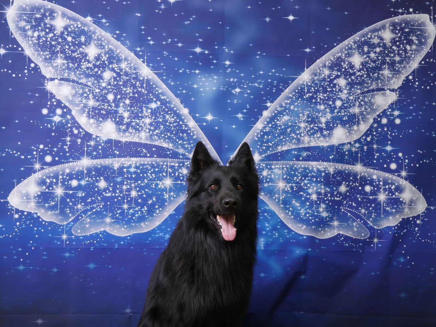 portrait canin, chien