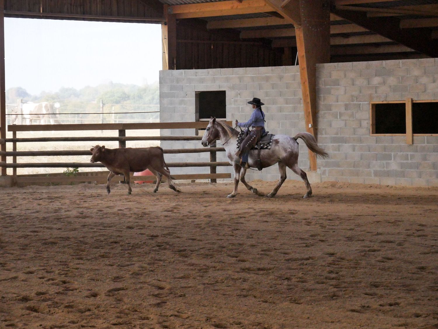 photo sportive, rodéo