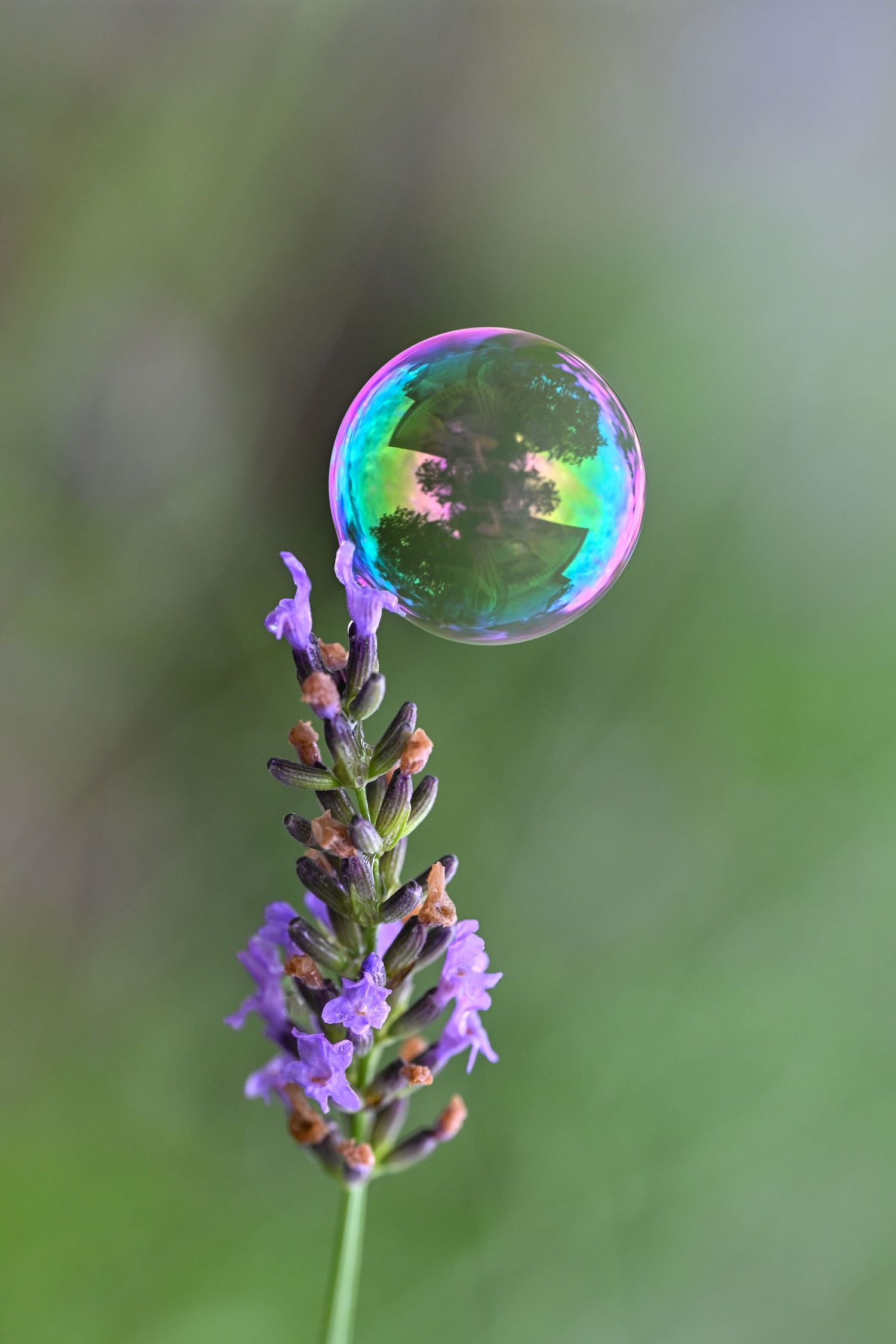 lavender