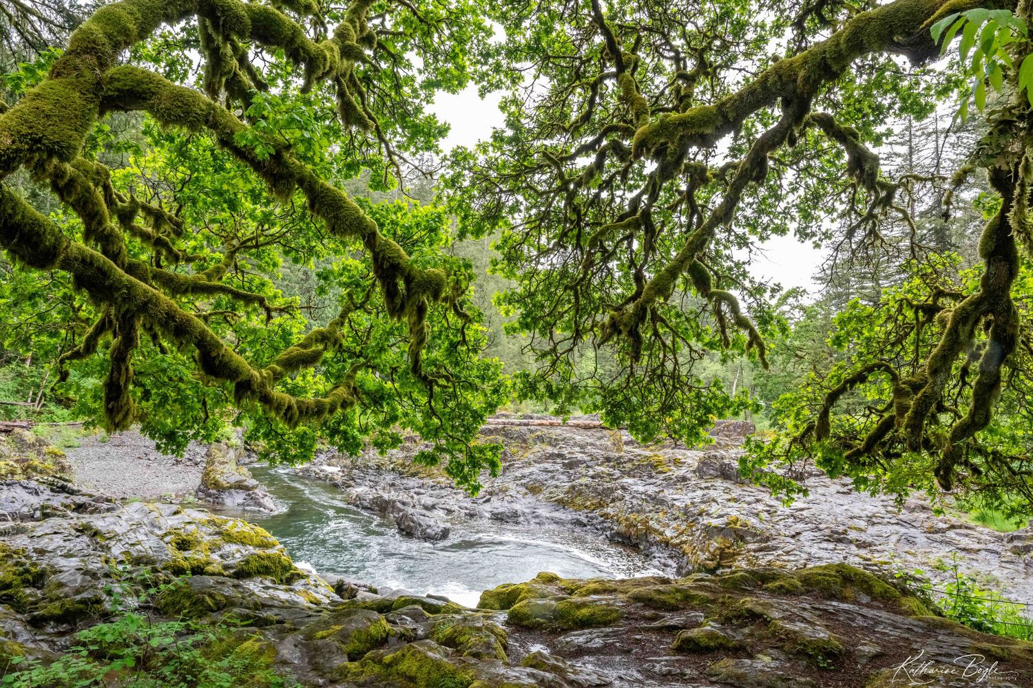 Lucia Falls, Yacolt WA