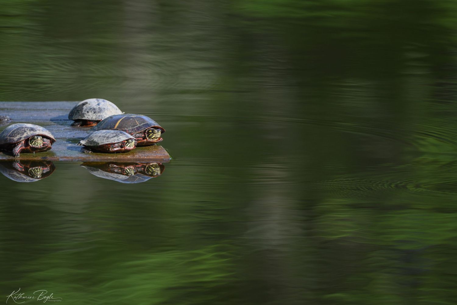 turtles sunning