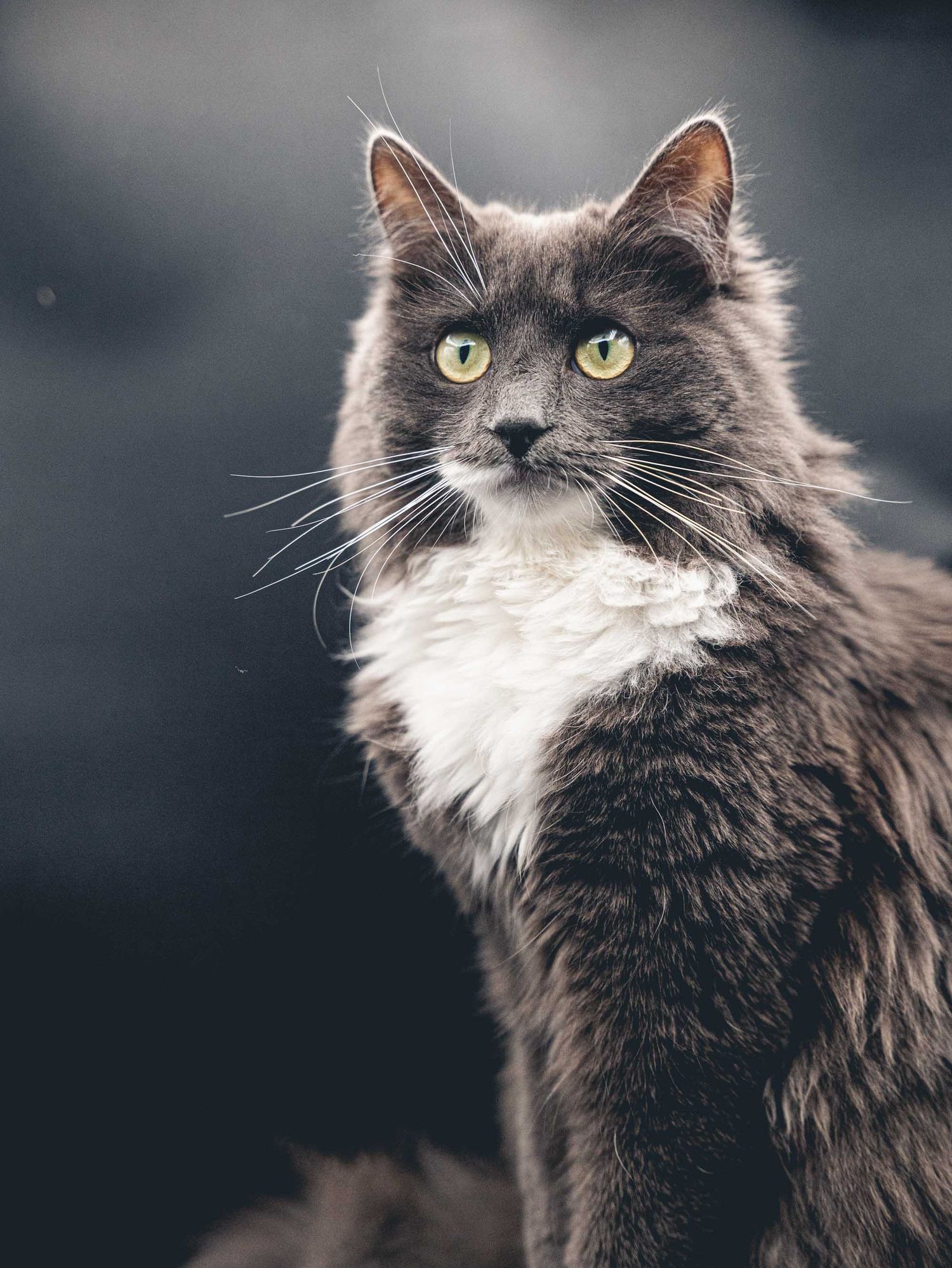 shooting photo ragdoll