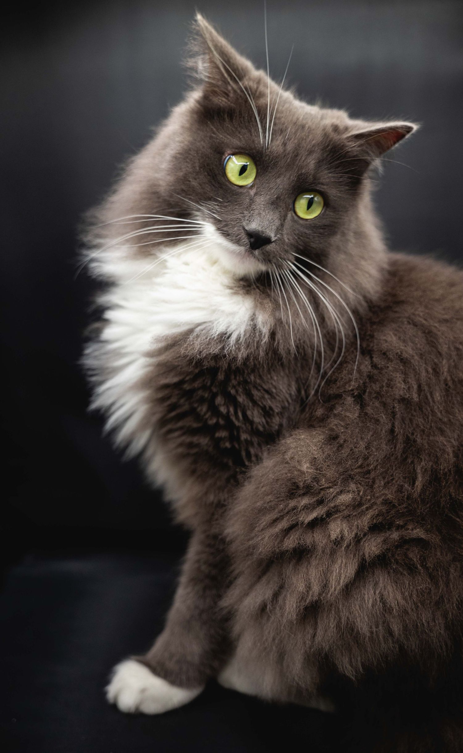photographe animalier professionnel