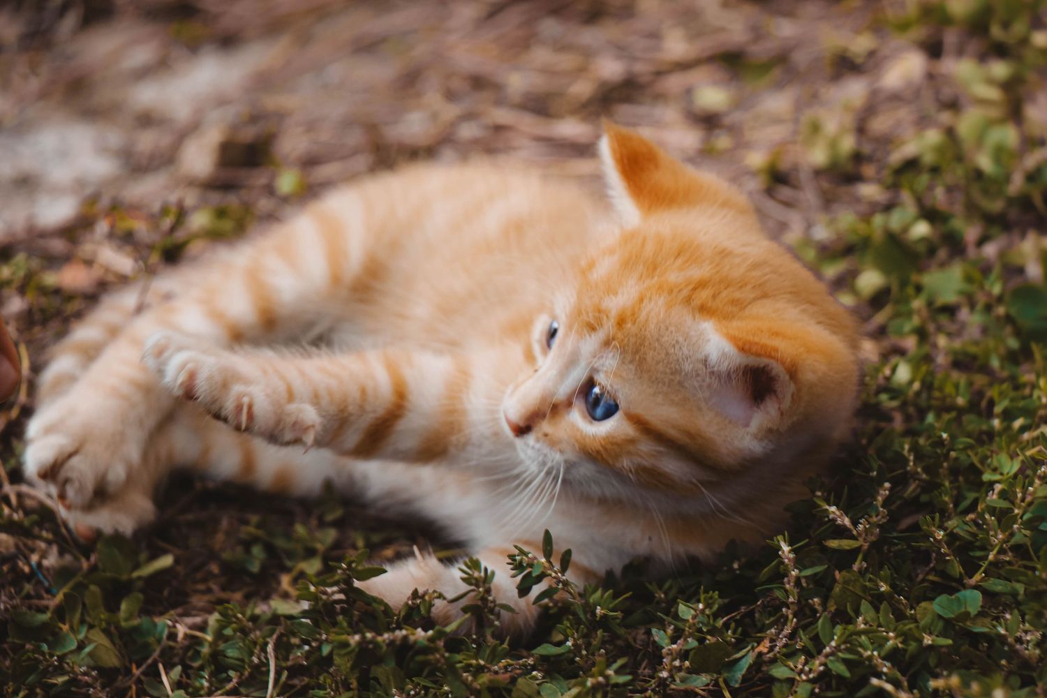 photographie animale
