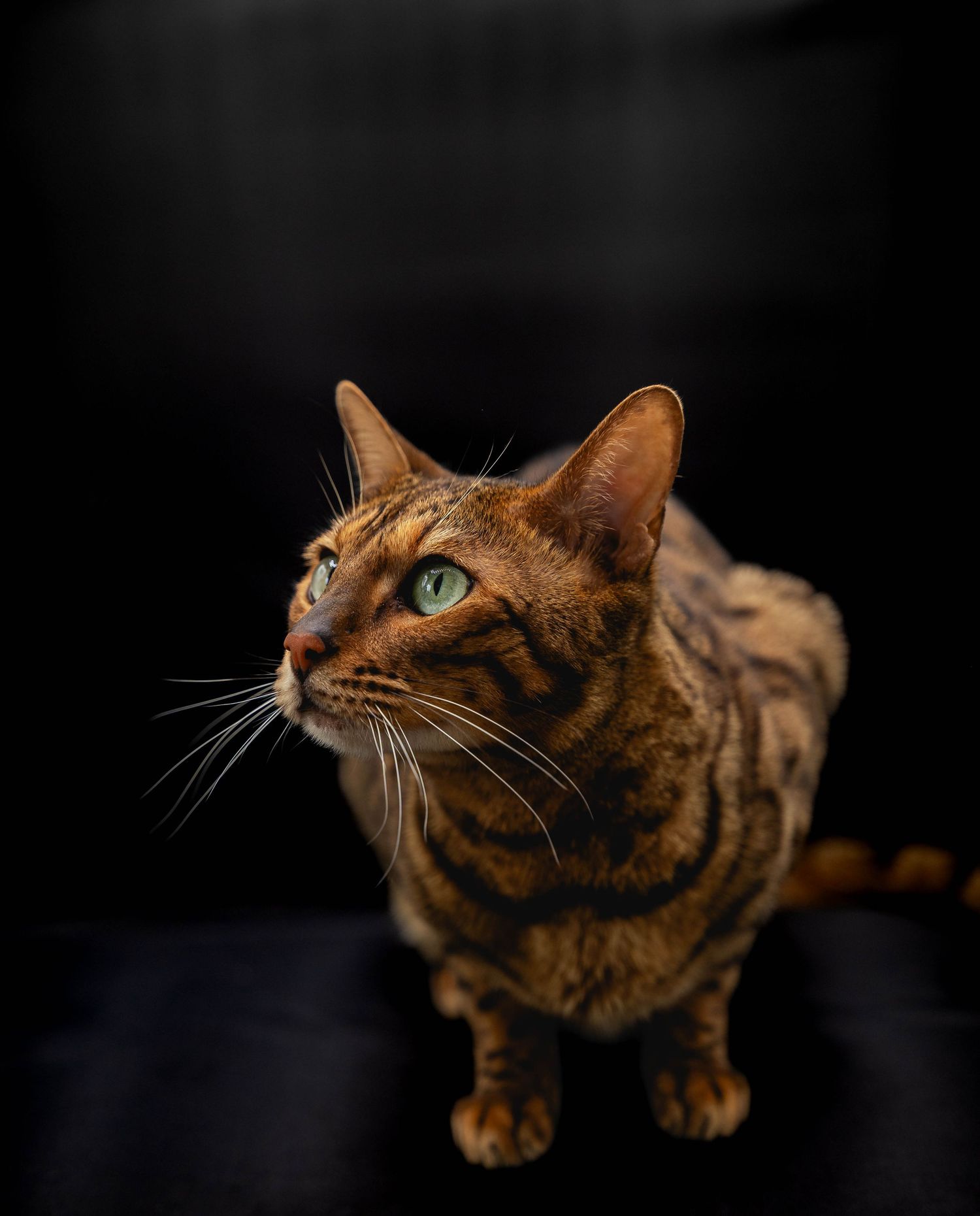 shooting photo bengal