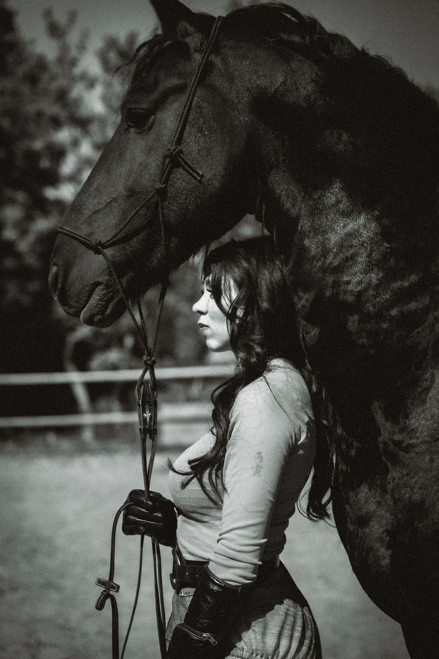 frison