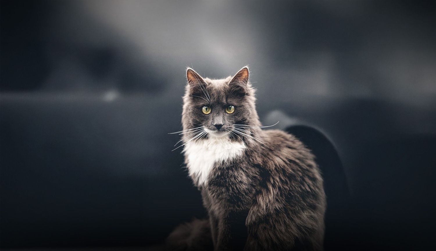 photographe animalier studio