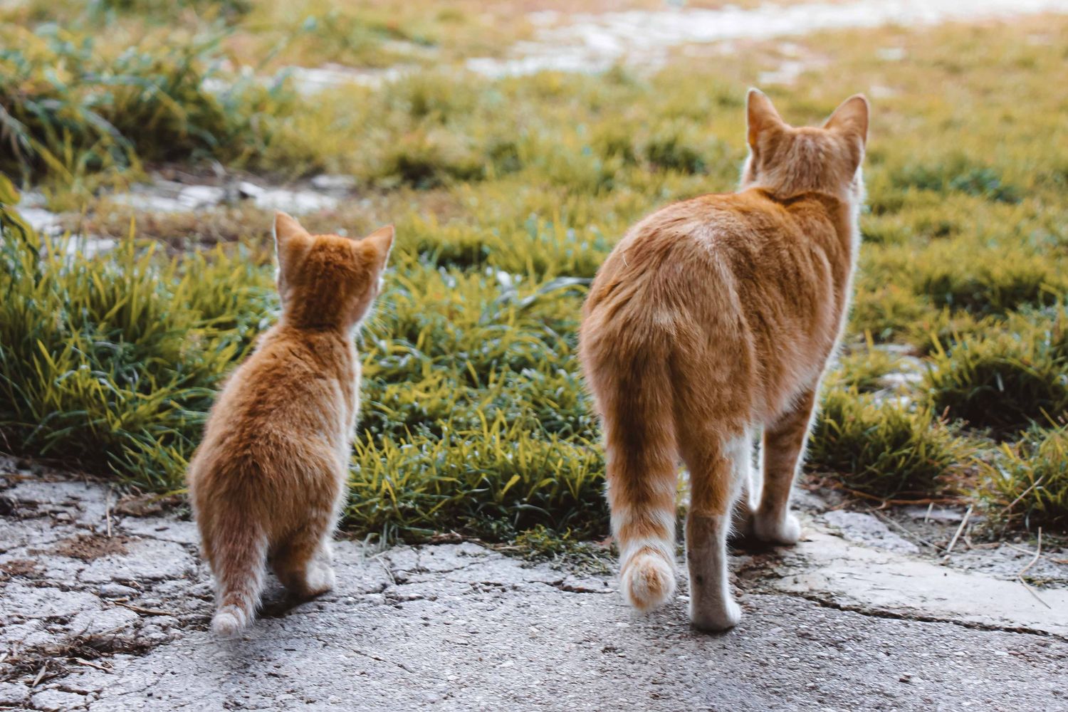 séance photo animalier chat