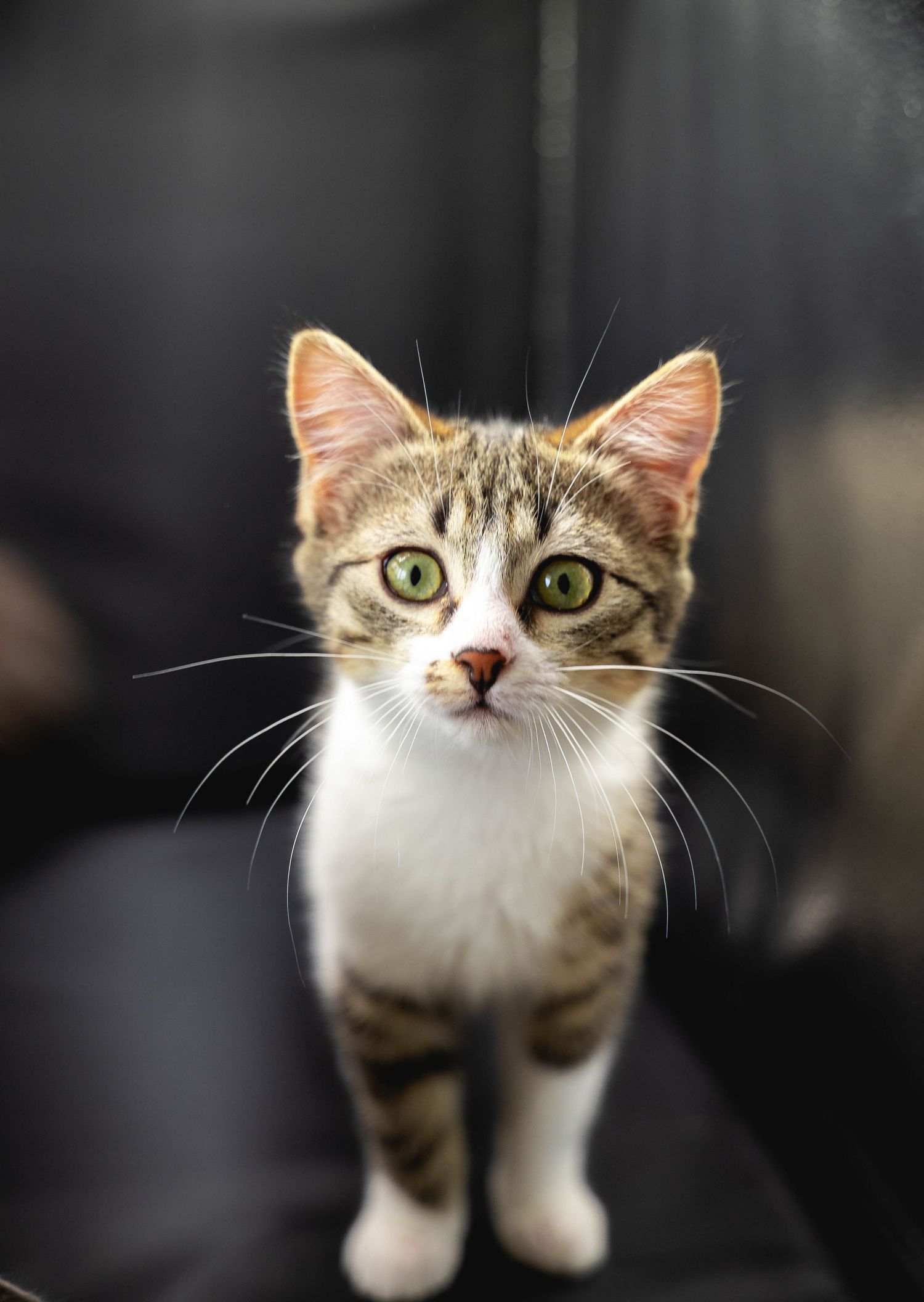 portrait chat