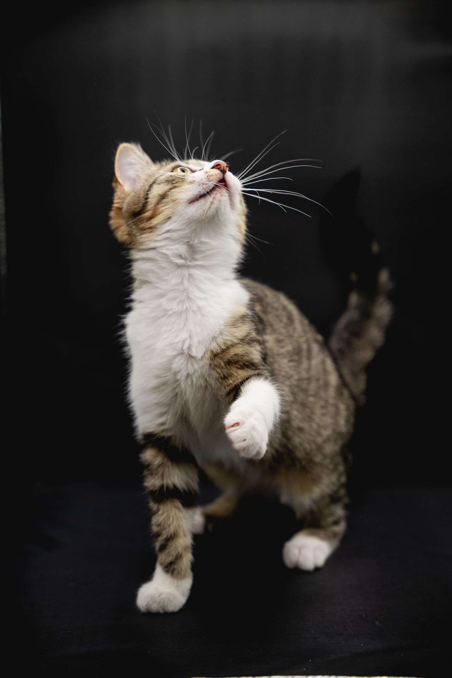 portrait animal de compagnie