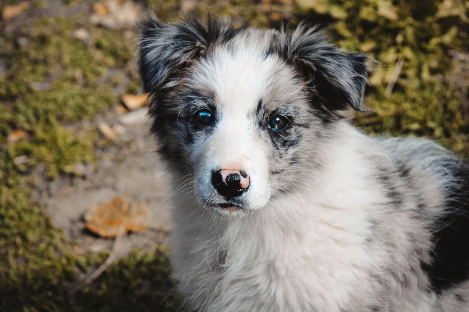 photographe animalier chien