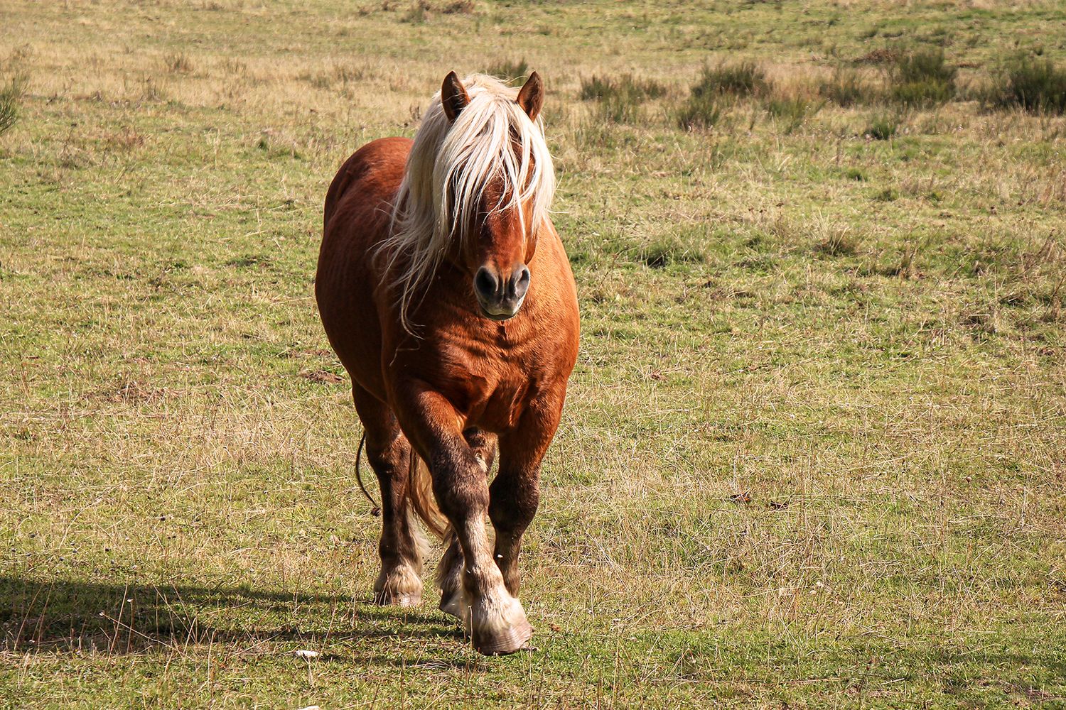 portrait cheval