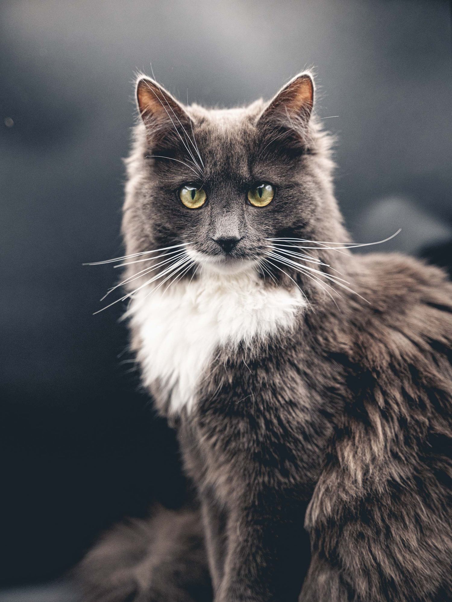photographe chat montpellier
