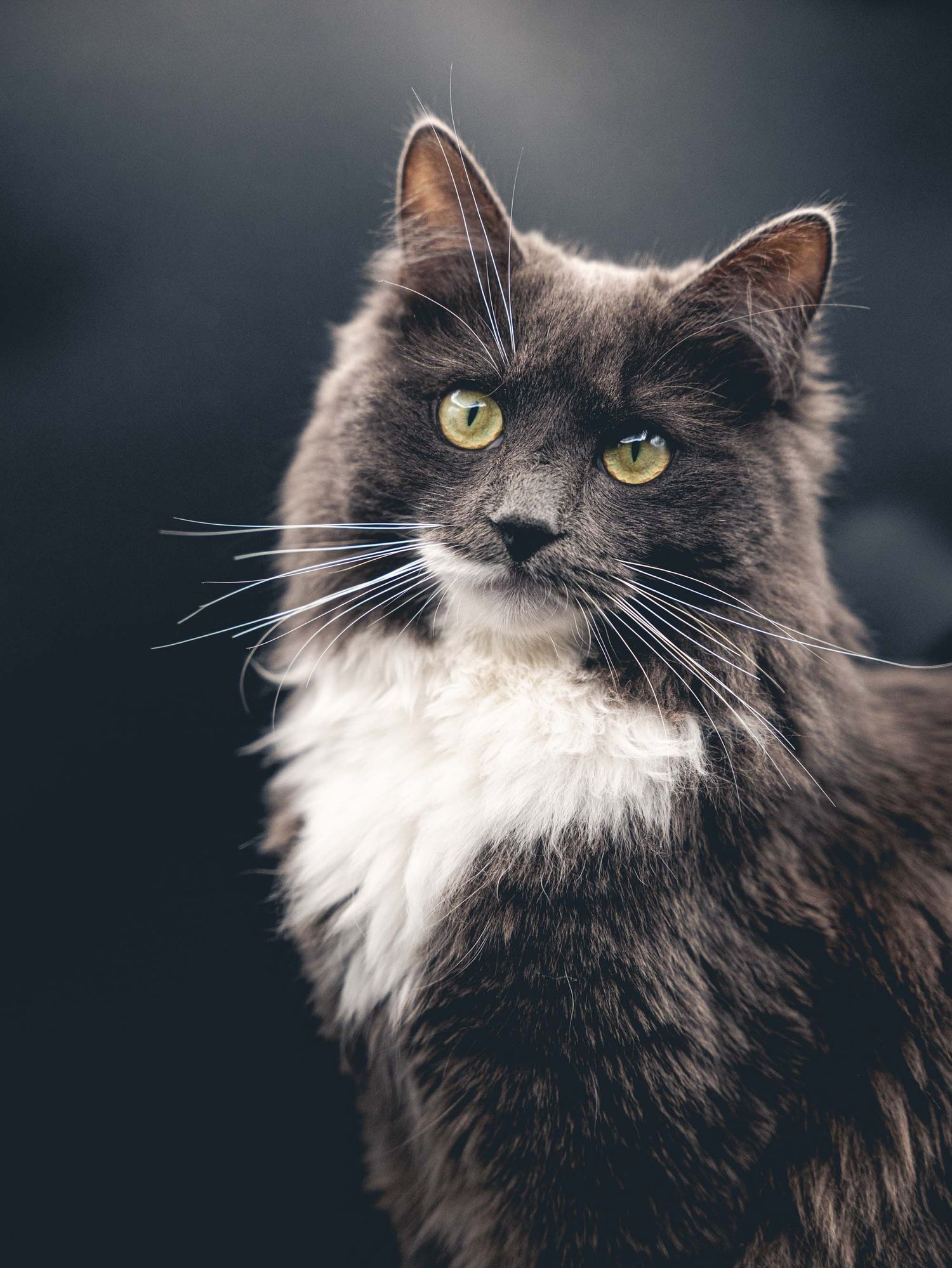 photographie studio chat
