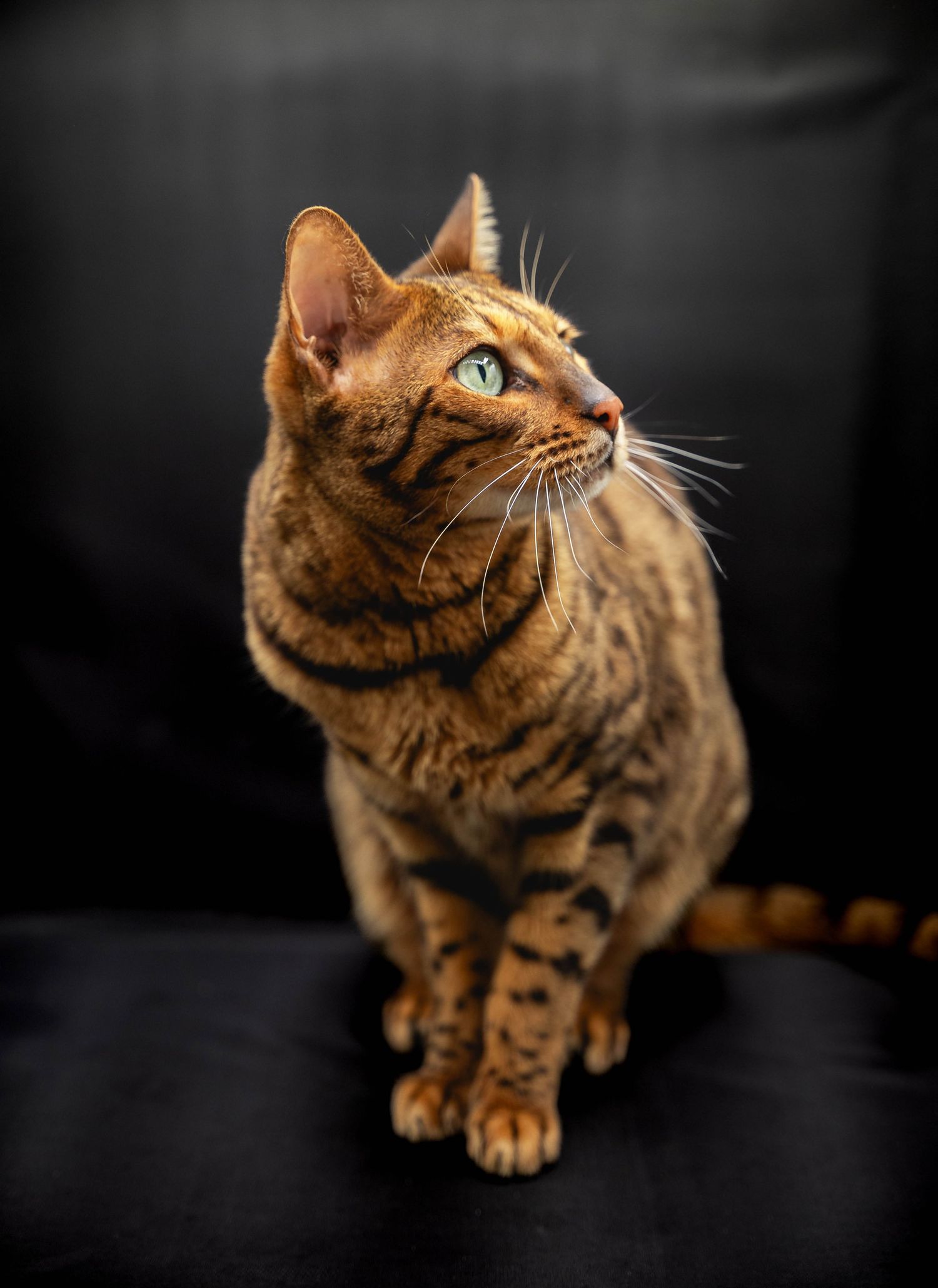 photographe élevage chat
