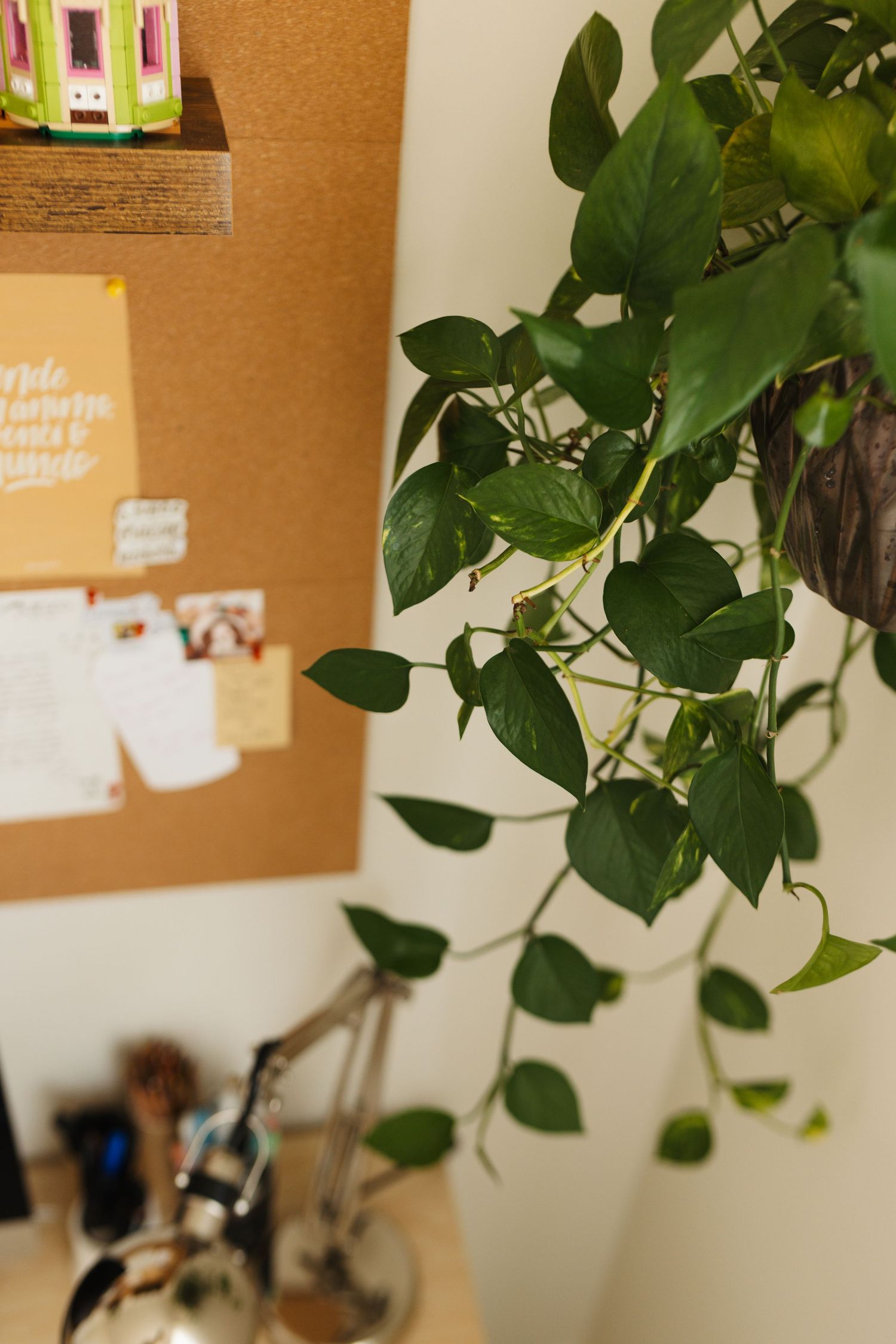 Lush green potted plant with trailing vines hanging near a cork board in an office or home setting.