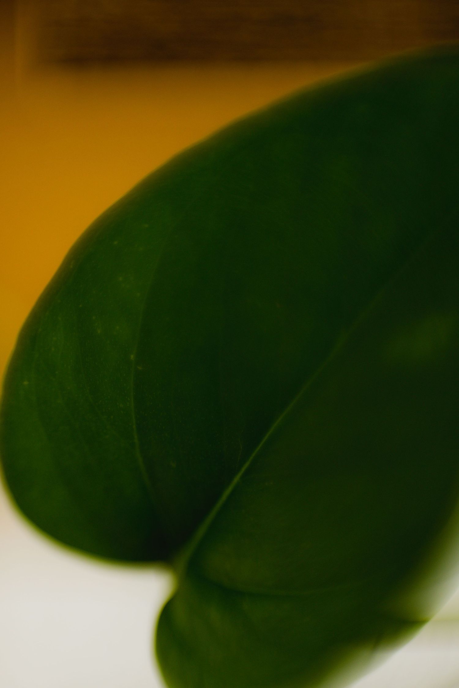 Close-up view of thick green plant leaves arranged in a gradual progressive pattern isolated on a white background.